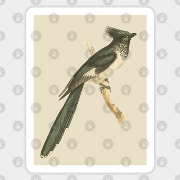 Black and White-throated Cuckoo Vintage Bird Illustration Magnet by TuncGK